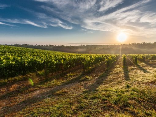 LES CHEMINS DU VIN